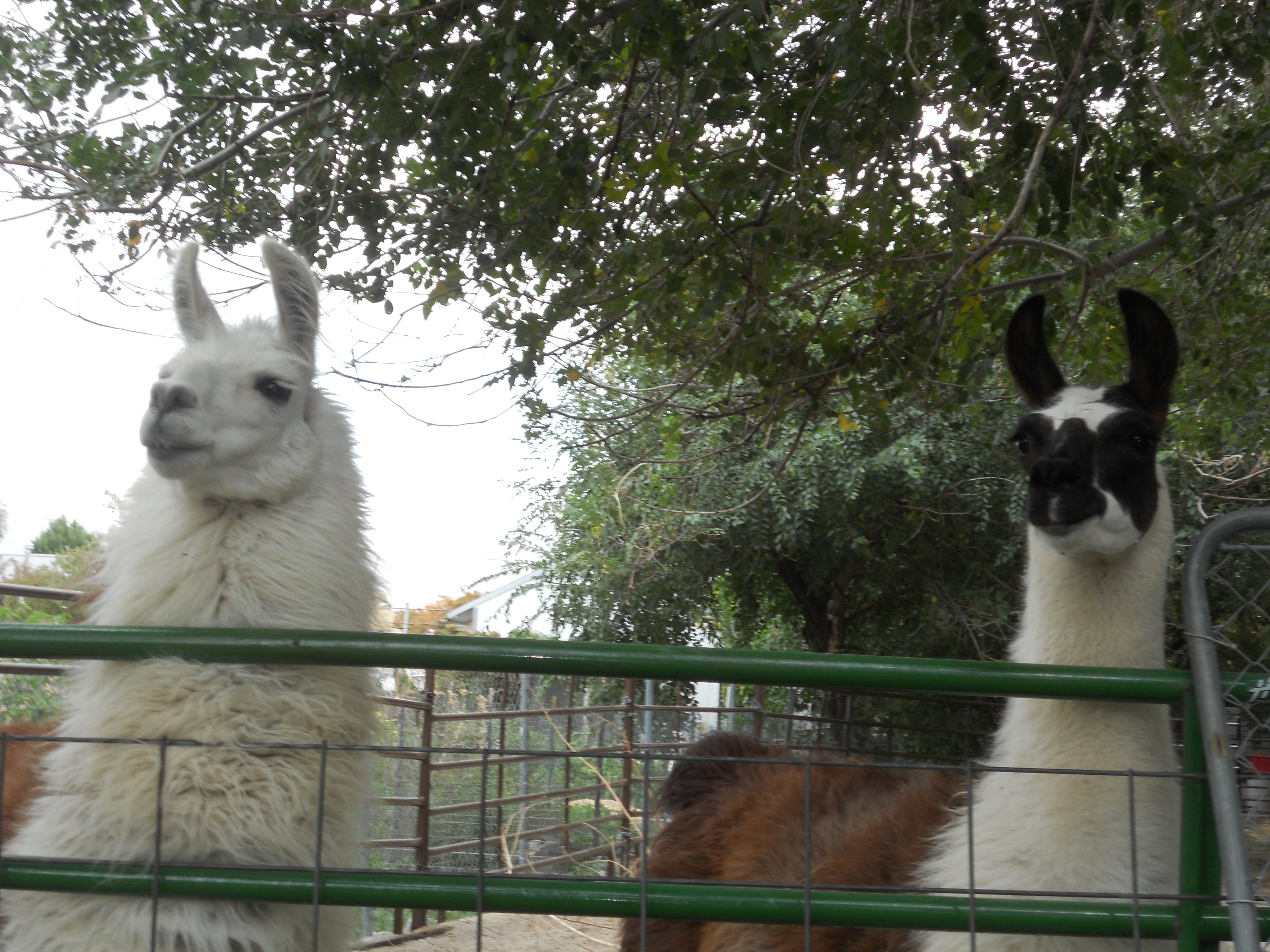Llamas