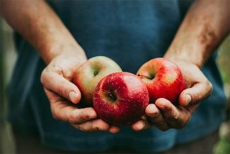 photo of apples