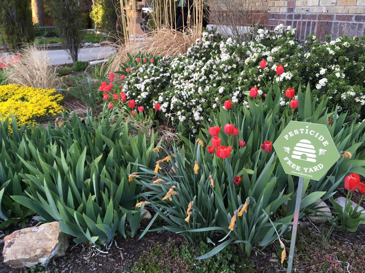 Laurie Mecham Pesticide Free Yard Photo