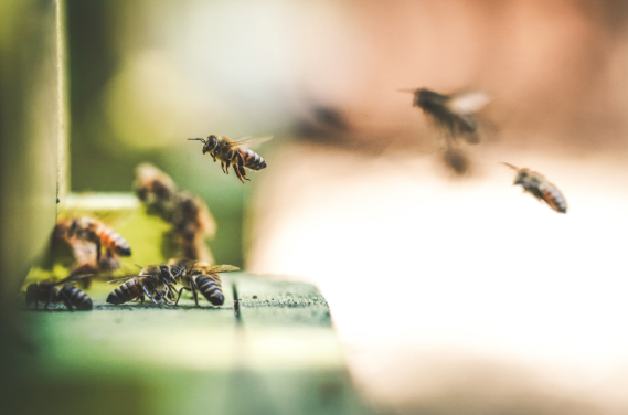 Bees Catalyst