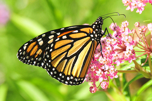Monarch on milkweed - National Resources Conservation Service.jpg
