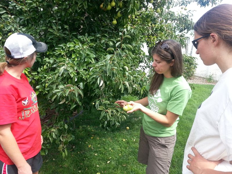 bridget teaching crew about harvesting pears