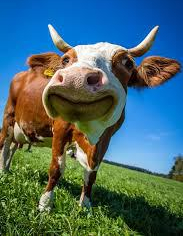 cow