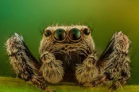 spider2