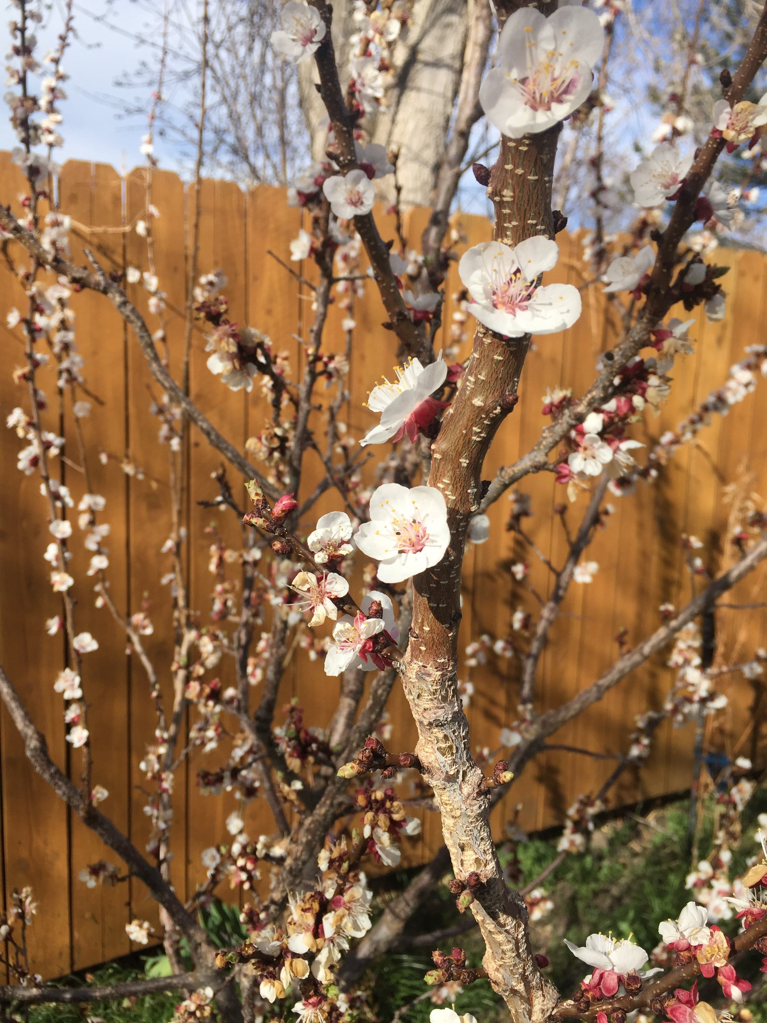 Tree budding 