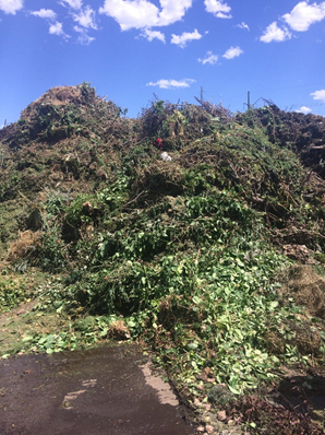 Yard Waste