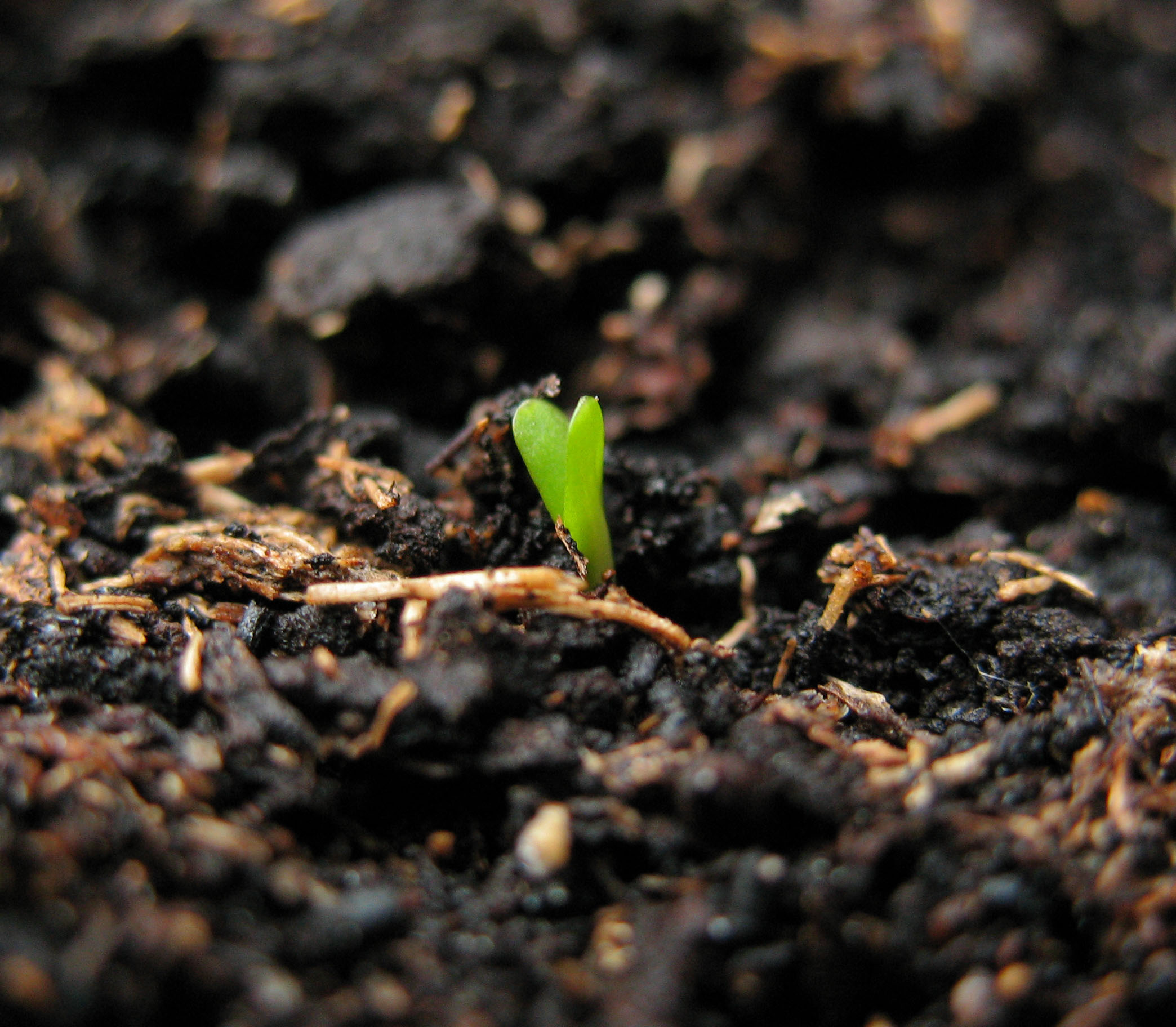 Sprout growing in compost