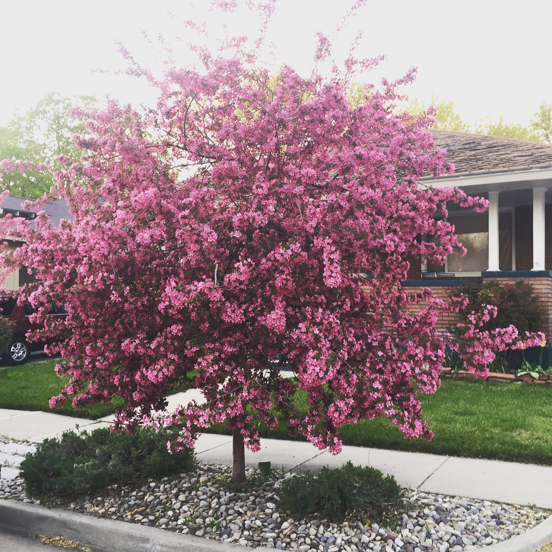 Photo of tree in bloom.