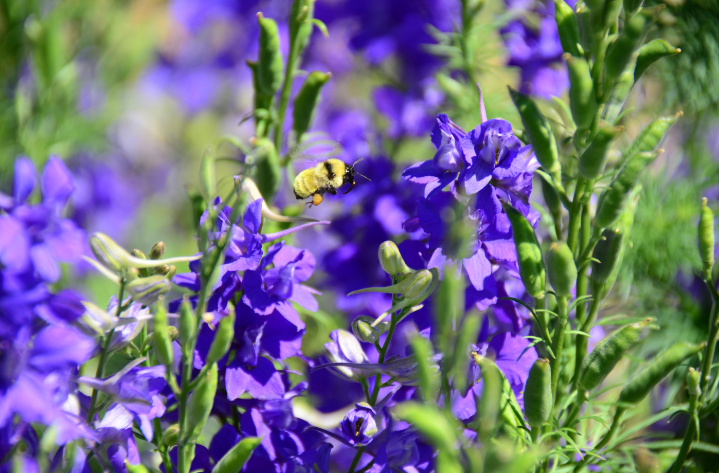 A bee flies through a group of purple flowers.