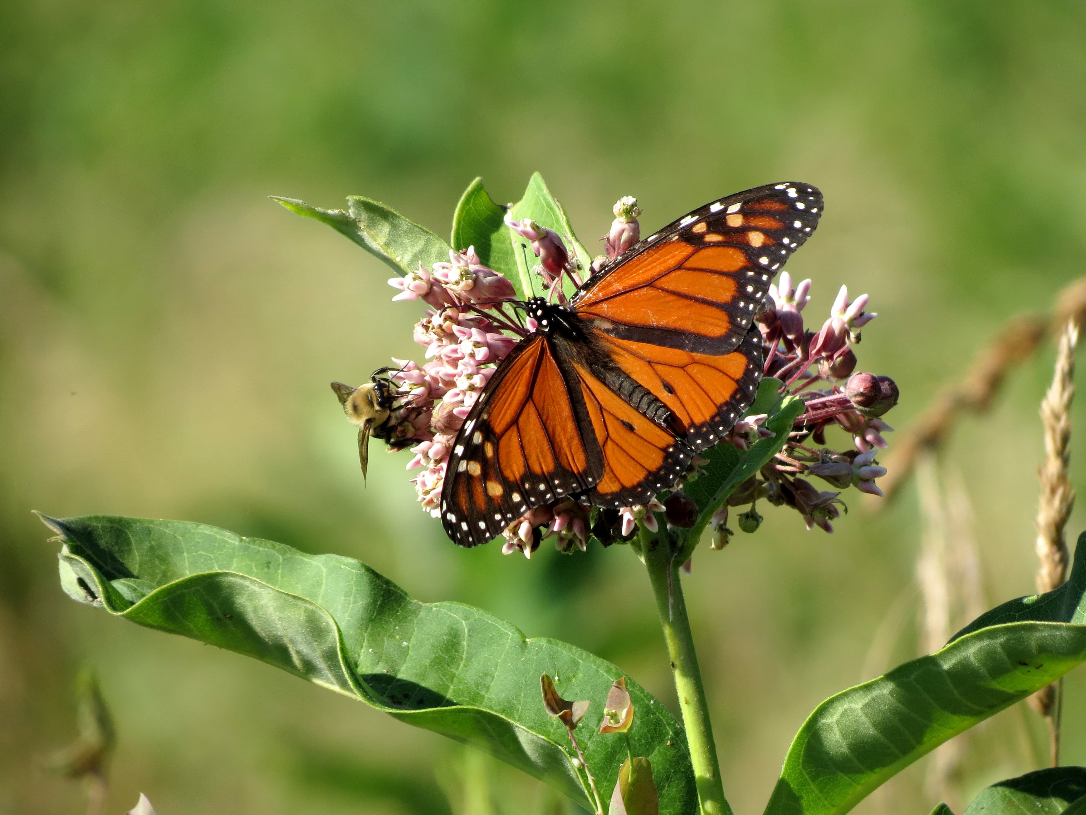 A photograph of a monarch butterfly sharing a milkweed plant with a bee.