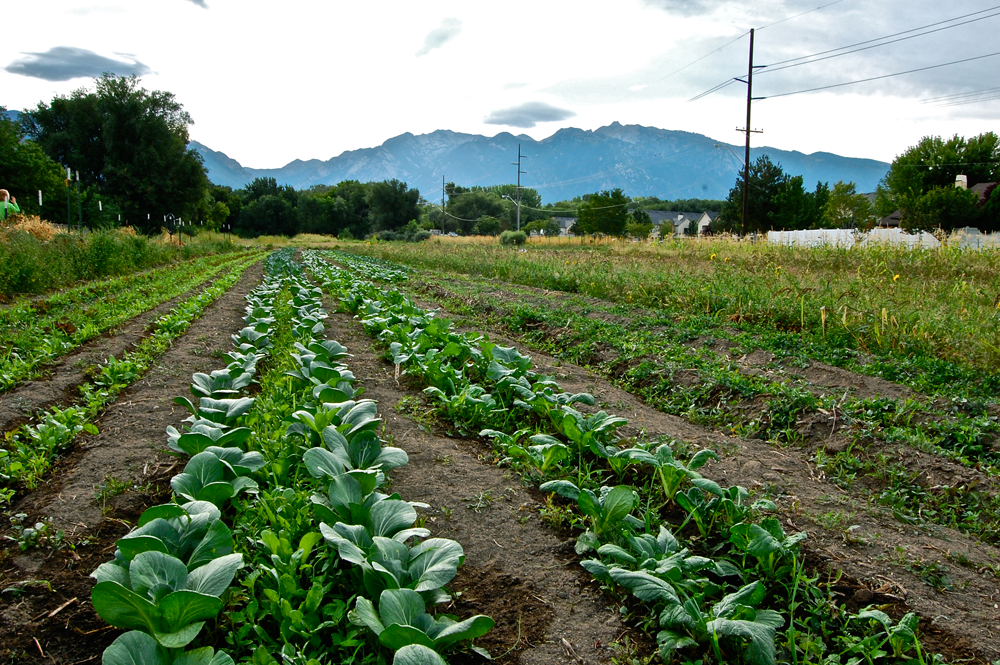 Rows of vegetables in a local urban farm.