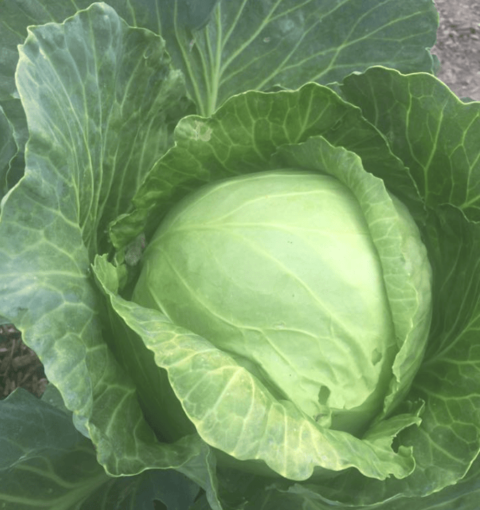 Cabbage photo