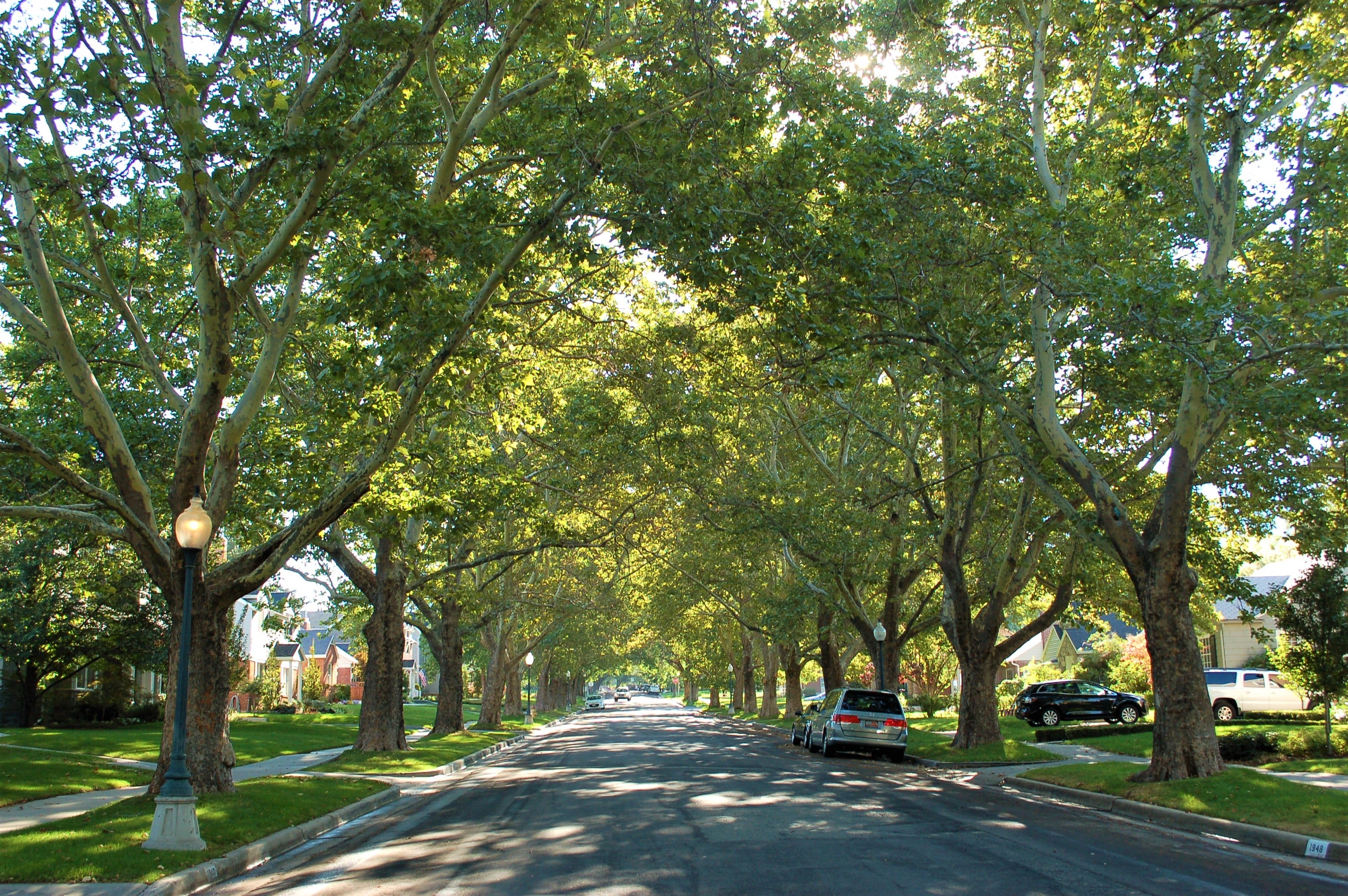Photo of SLC street lined with trees.