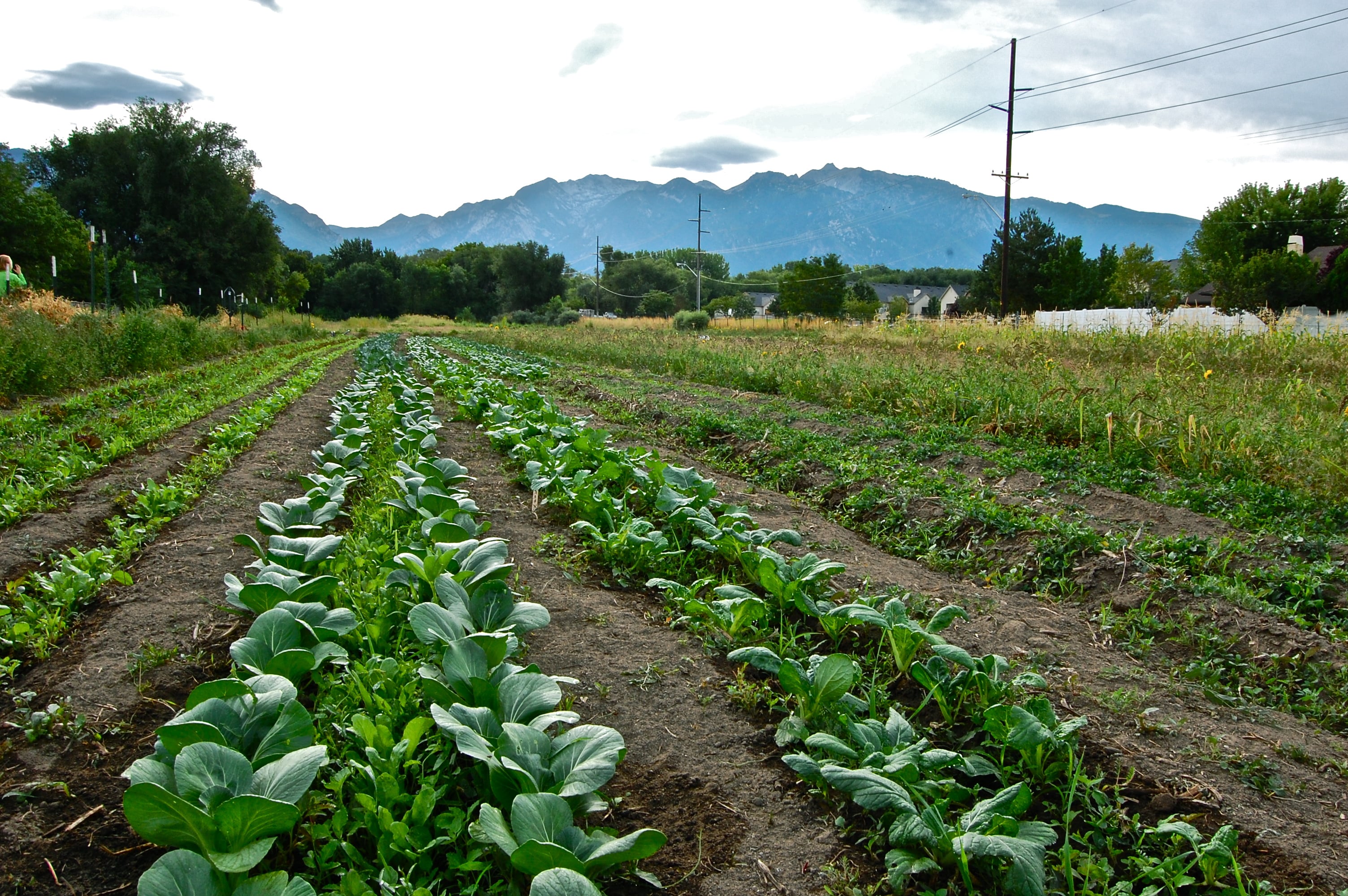 Photograph of produce growing in rows at local farm in Utah.