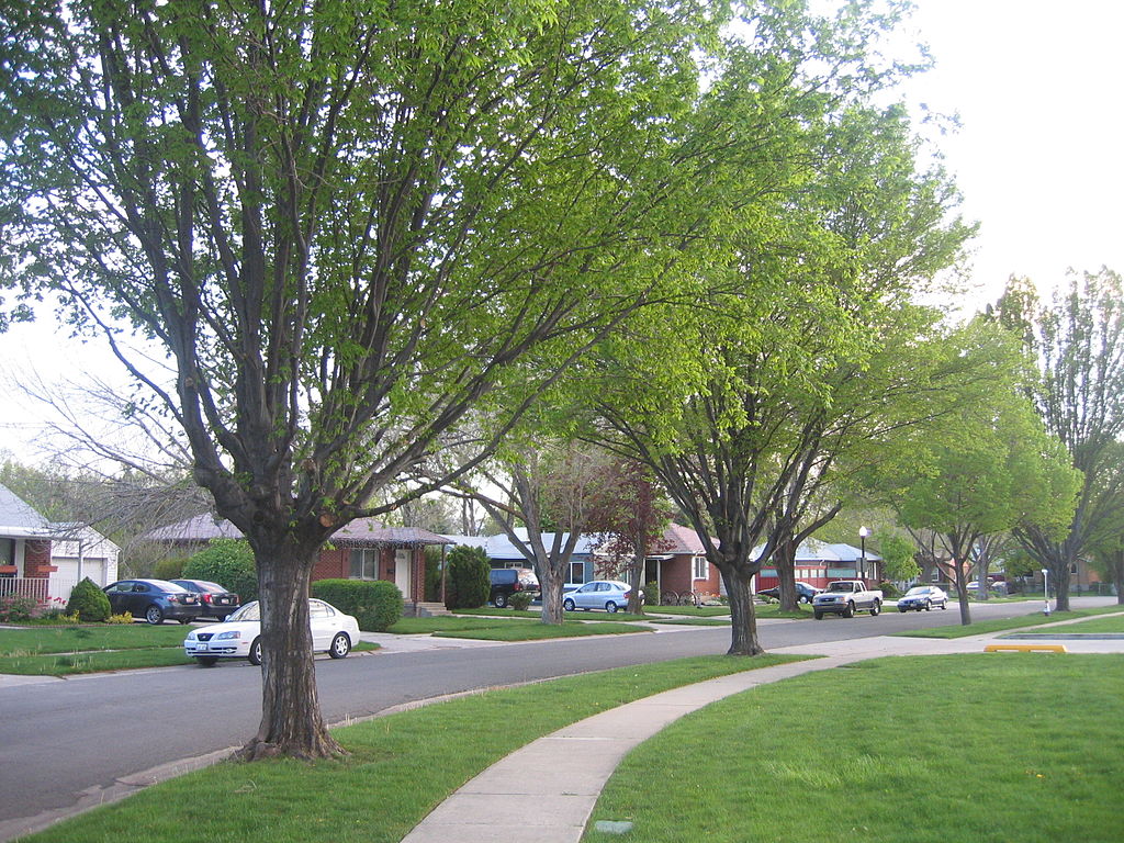 Trees lining street in Rose Park.