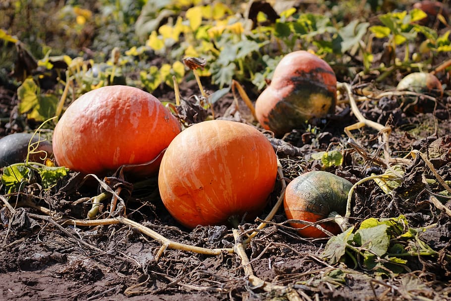 This image has an empty alt attribute; its file name is pumpkin-field-autumn-halloween.jpg