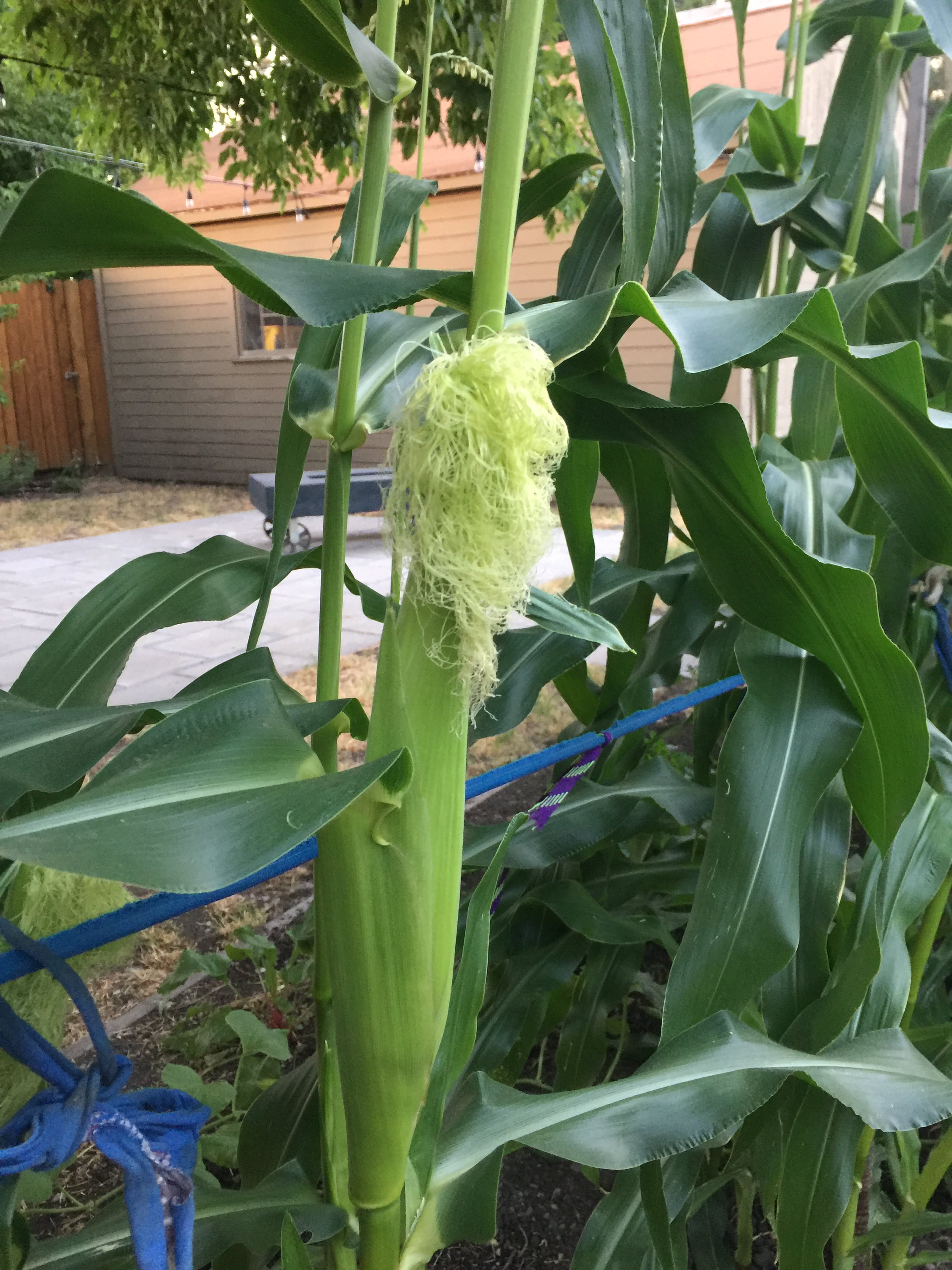 An ear of corn growing in a backyard in SLC. 