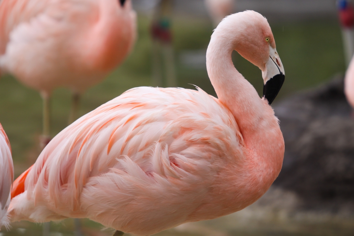 Photo of one of Tracy Aviary's Chilean flamingos. 