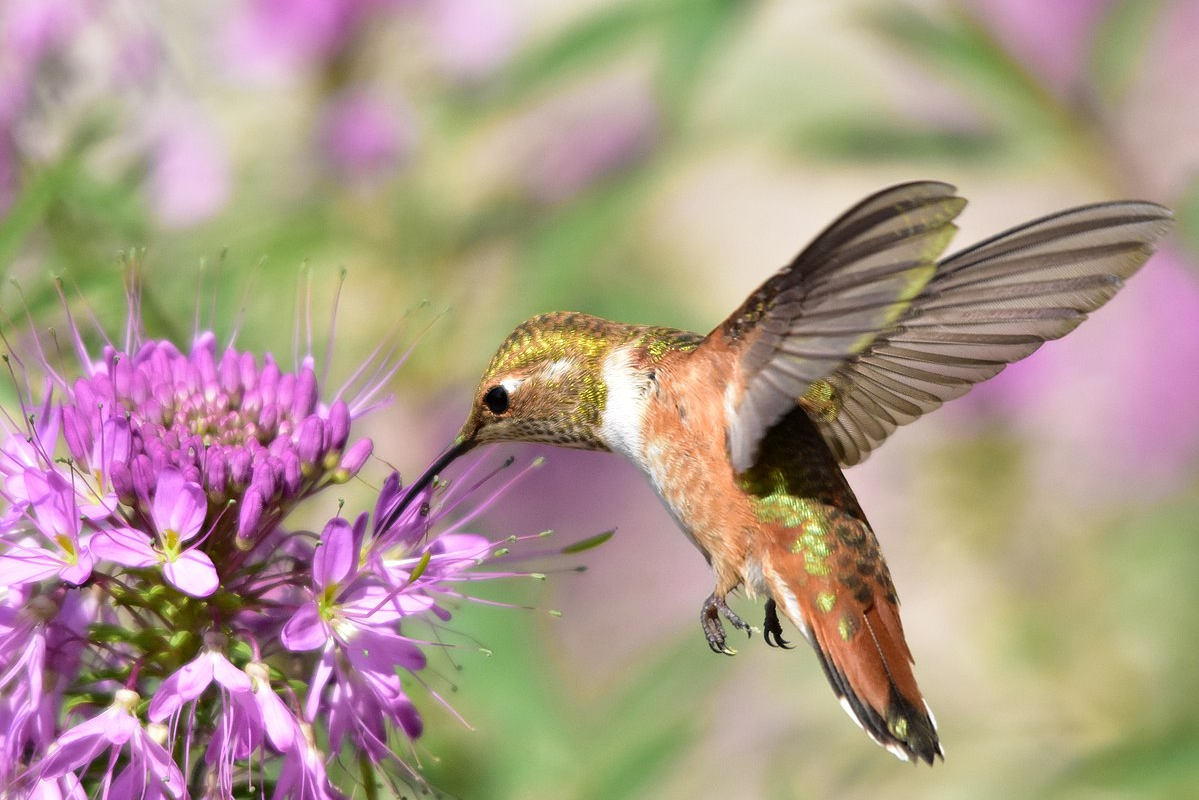 Image shows a hummingbird pollinating flowers