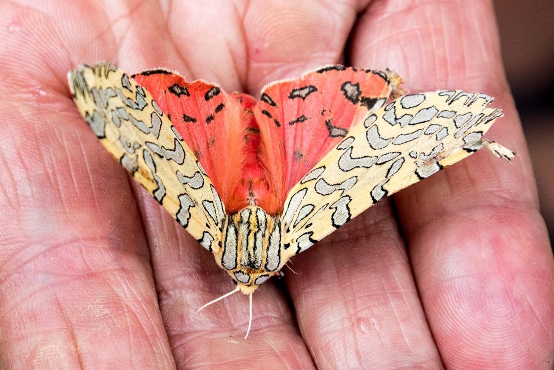 Image shows a colorful butterfly in the palm of someone's hand.
