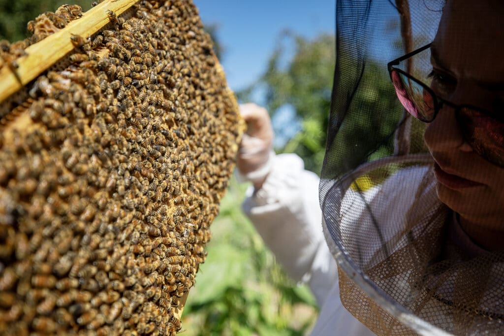 A close-up of beekeeper, Alex Wonder, wearing protective gear as she checks the health of her bees and their hive. 